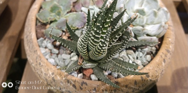 金立m7全网通,金立m7好用吗