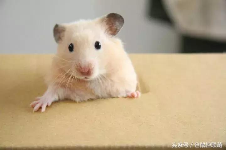 喜欢钻洞的是什么仓鼠,养一只仓鼠每天都被它萌翻