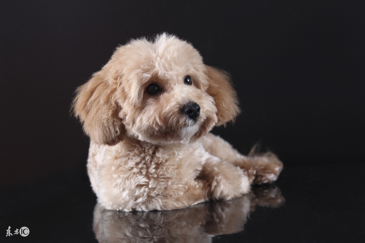 泰迪狗消化不良拉稀怎么治疗,泰迪狗消化不良吃什么狗粮