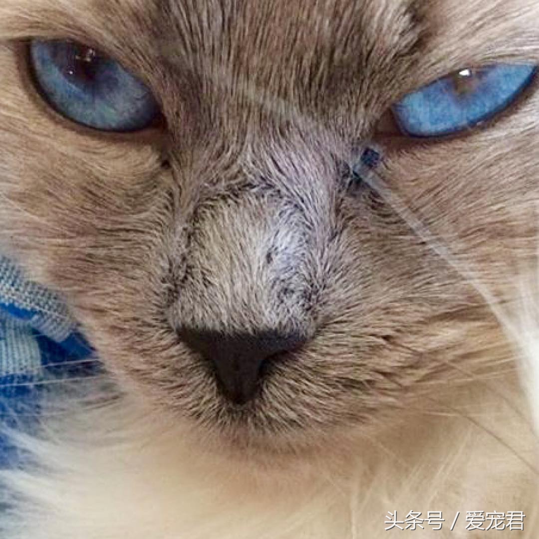猫咪的猫砂盆特别臭解决办法,怎么才能让猫咪的猫砂不臭