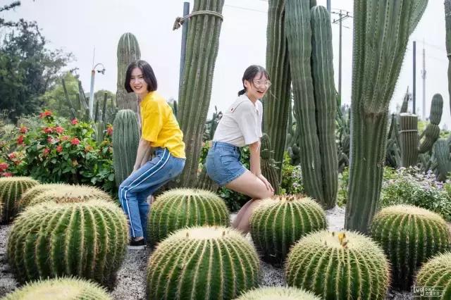 厦门旅游景点必去攻略自由行,厦门旅游攻略最好的城市自由行