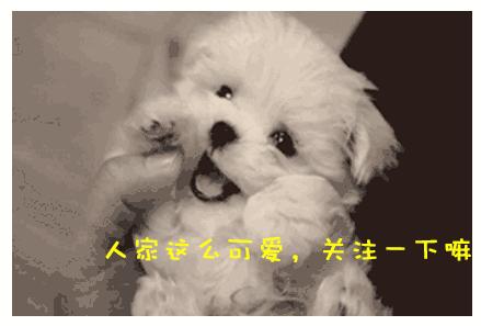 想养宠物，萨摩耶会不会太大了？还行