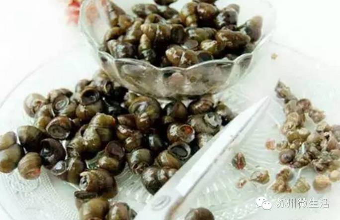 吃螺蛳的季节到了,吃螺蛳的好季节又来啦