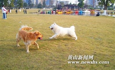 宠物带入公共场所判刑,公共场所可以养宠物吗