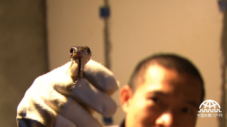 致富经年轻小伙养豪猪发家致富,致富经养蛇视频全集