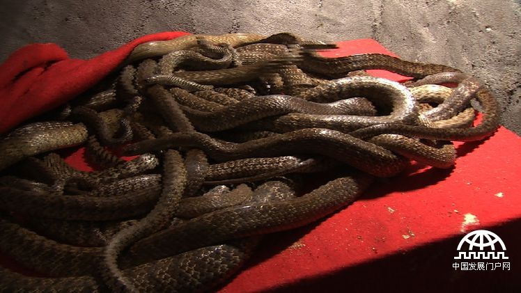 致富经年轻小伙养豪猪发家致富,致富经养蛇视频全集