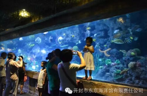 开封东京极地海洋馆,开封东京极地海洋馆团购价格