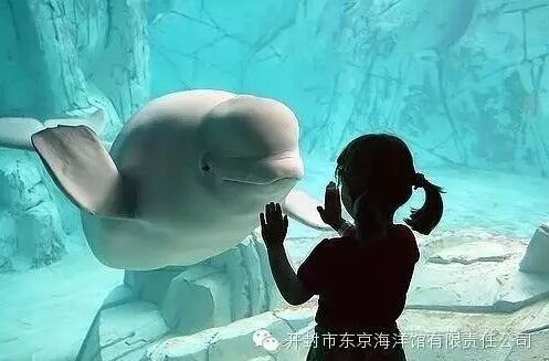 开封东京极地海洋馆,开封东京极地海洋馆团购价格