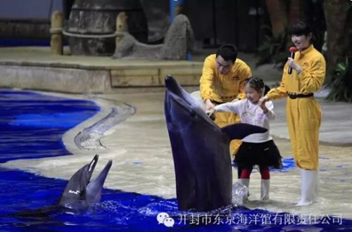 开封东京极地海洋馆,开封东京极地海洋馆团购价格