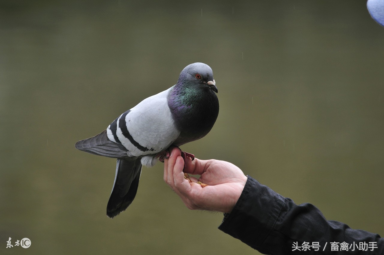 鸽子换羽脖子掉毛怎么回事,鸽子换羽毛怎么处理