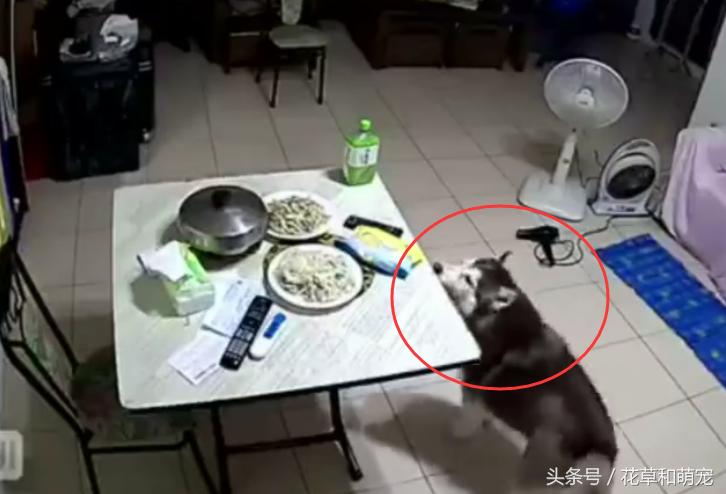 主人发现桌上的菜少了，一看监控后，他立马带哈士奇上医院