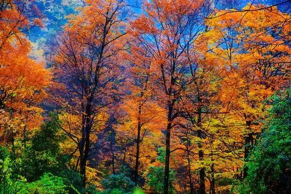 成都乐山红叶彩林,四川红叶彩林旅游节