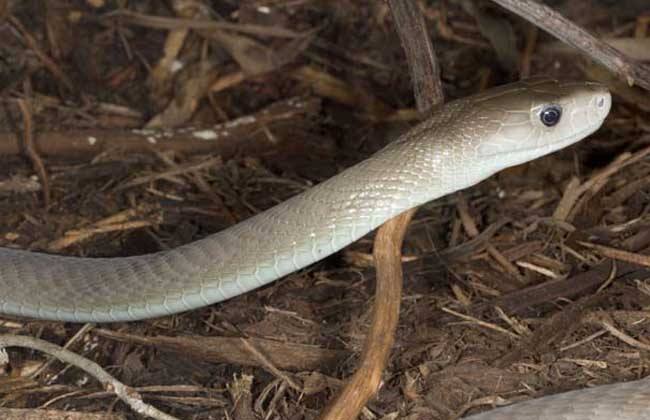 黑曼巴蛇，被称为非洲死神是非洲最大的毒蛇攻击速度最快！