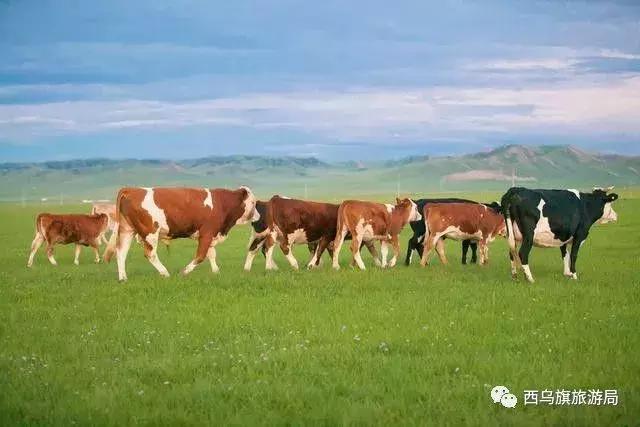 去了内蒙为什么敬酒三杯,哈达怎么接,马奶也是良药?