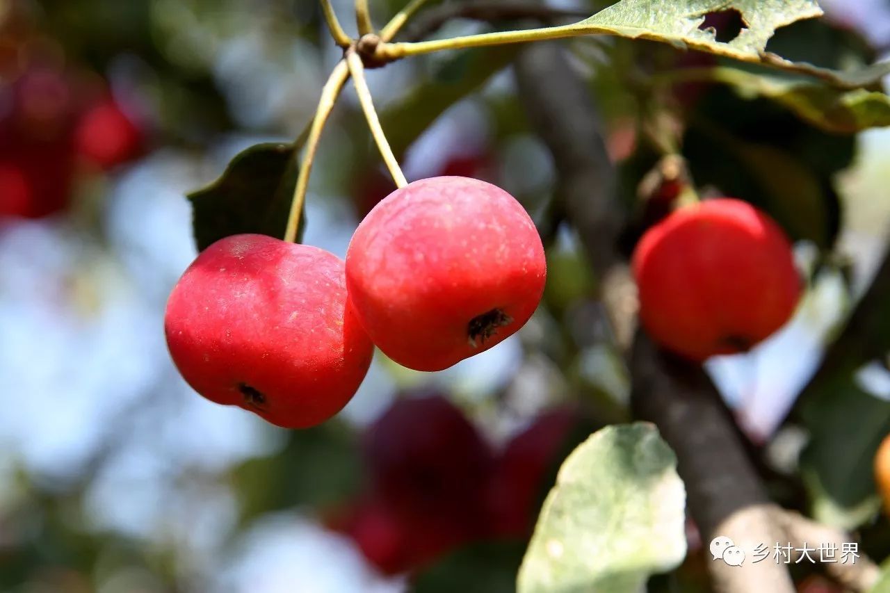 水果中的补钙之王,钙中之王吃什么水果