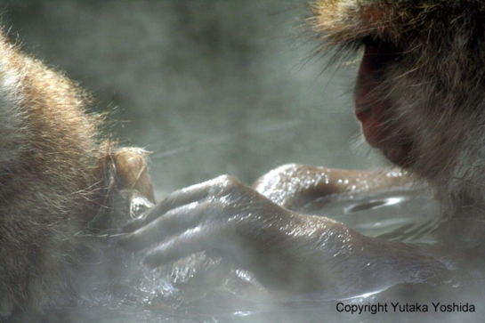 日本猴子泡温泉在哪个温泉,日本猴子泡温泉纪录片