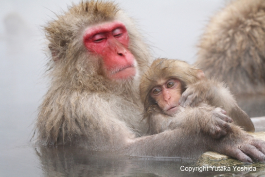 日本猴子泡温泉在哪个温泉,日本猴子泡温泉纪录片