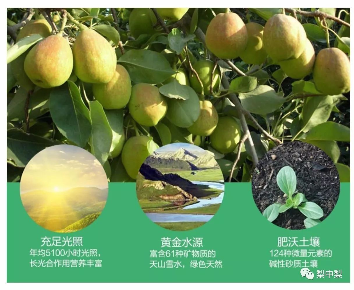 真假香梨,真假库尔勒香梨区别