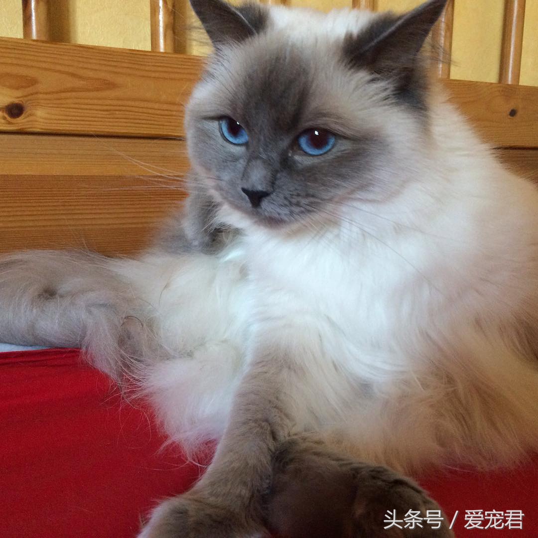 猫咪的猫砂盆特别臭解决办法,怎么才能让猫咪的猫砂不臭