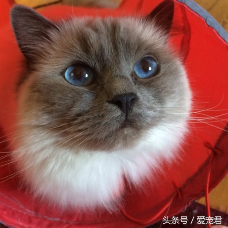 猫咪的猫砂盆特别臭解决办法,怎么才能让猫咪的猫砂不臭
