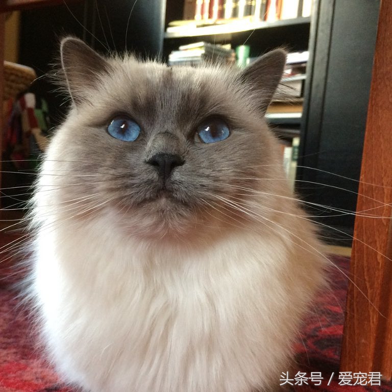 猫咪的猫砂盆特别臭解决办法,怎么才能让猫咪的猫砂不臭