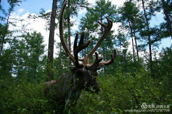 内蒙古草原旅游度假村,内蒙古敖鲁古雅景区