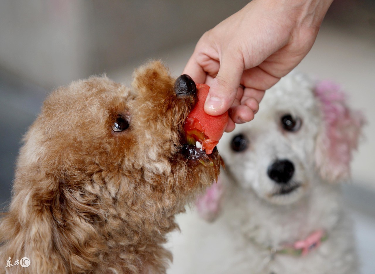 别不可思议,狗狗也有生理期!