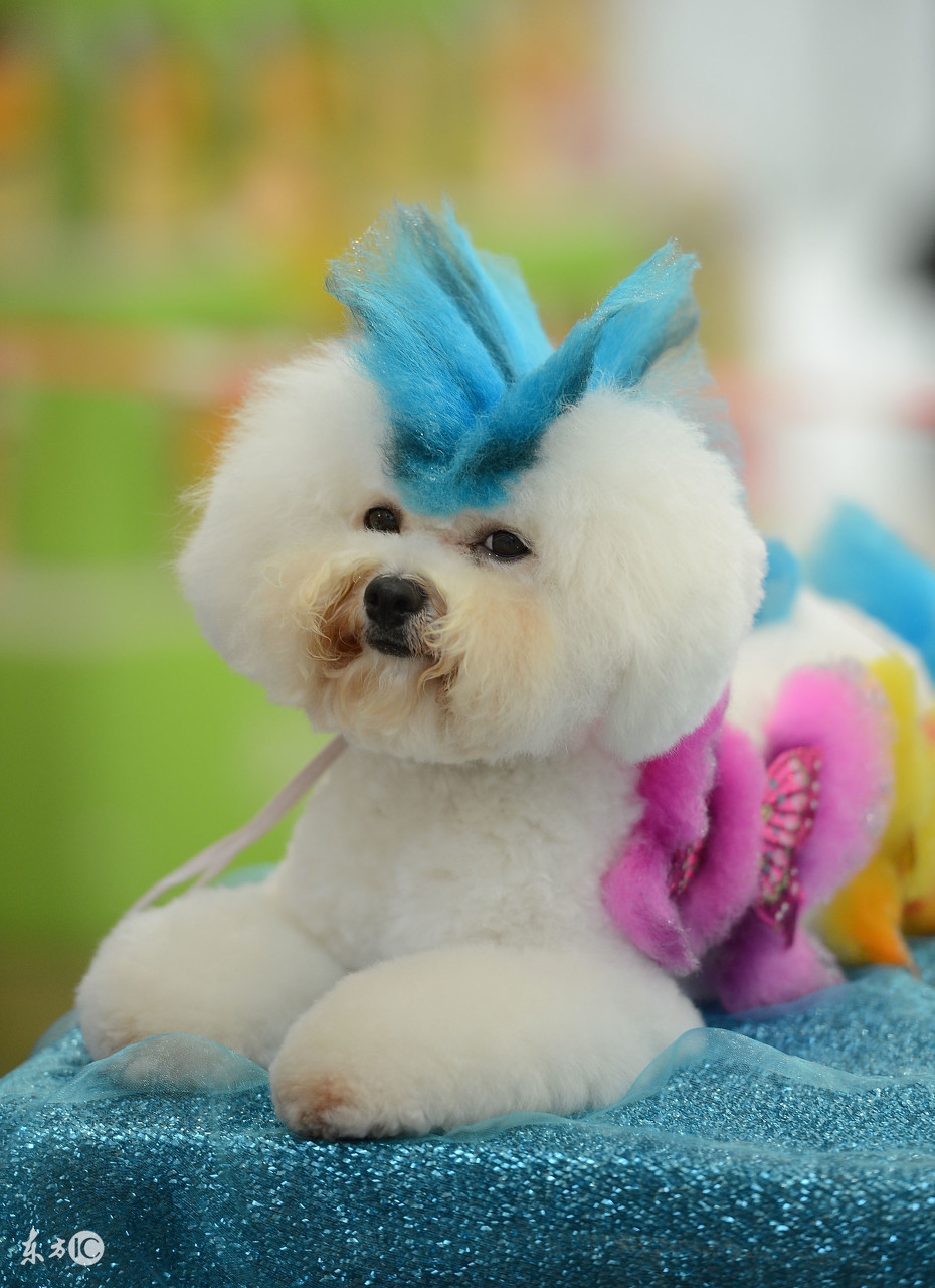 别不可思议,狗狗也有生理期!