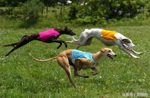 十大黑狗品种灵缇,世界名犬达克斯猎犬