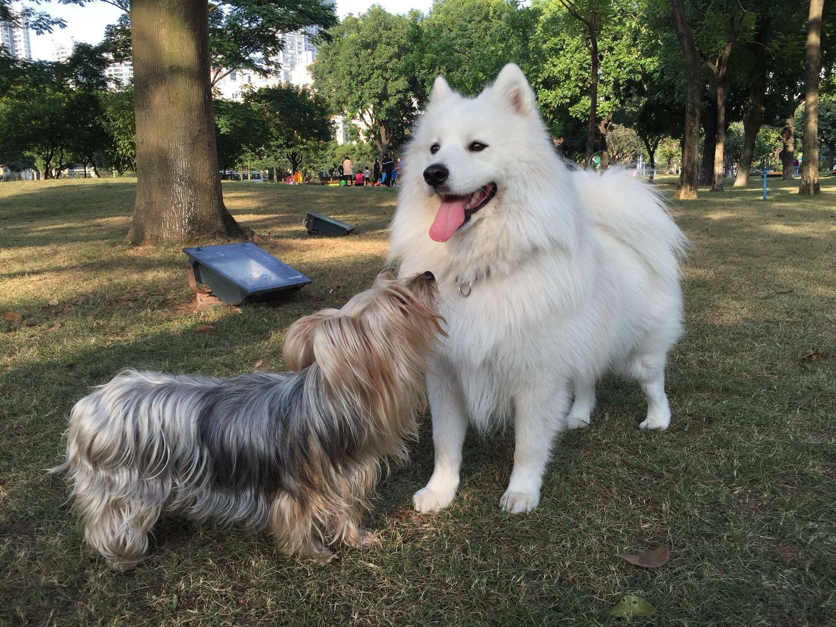 想养宠物，萨摩耶会不会太大了？还行
