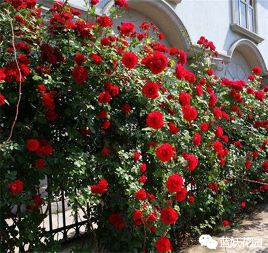 月季扦插苗和嫁接苗哪种好,买月季花是扦插苗好还是老桩好