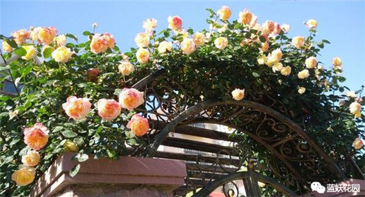 月季扦插苗和嫁接苗哪种好,买月季花是扦插苗好还是老桩好