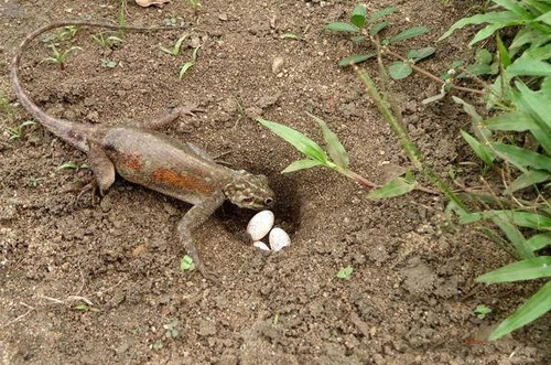 被雷公蛇咬了会死吗,公鸡脚被蛇咬的口子