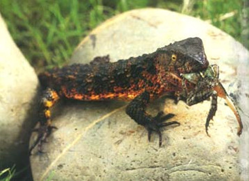 被雷公蛇咬了会死吗,公鸡脚被蛇咬的口子