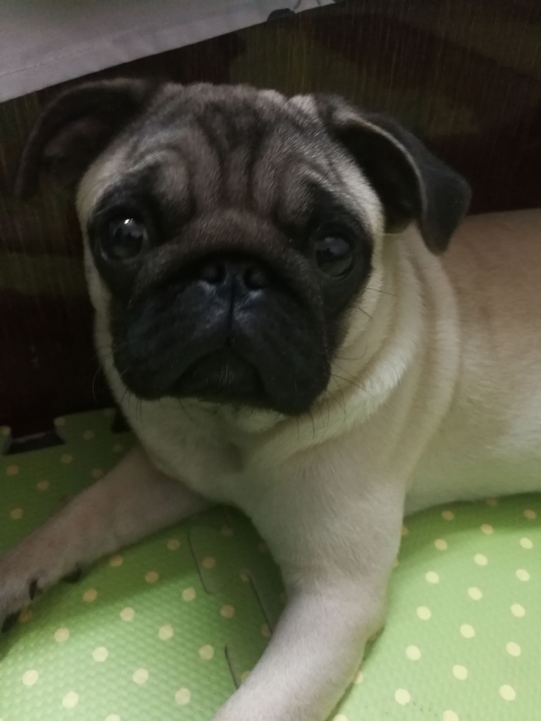 关于巴哥犬的壁纸,关于巴哥犬的打油诗