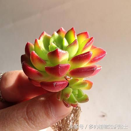 多肉杂交的培育方法,怎样培育多肉杂交苗