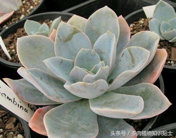 多肉杂交的培育方法,怎样培育多肉杂交苗