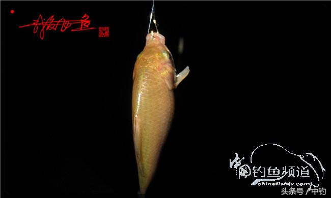 夜钓继续过小瘾,回家煲煲爱心粥