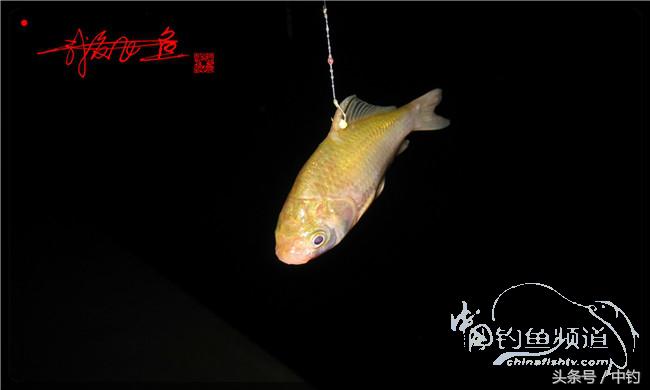 夜钓继续过小瘾,回家煲煲爱心粥