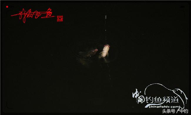 夜钓继续过小瘾,回家煲煲爱心粥