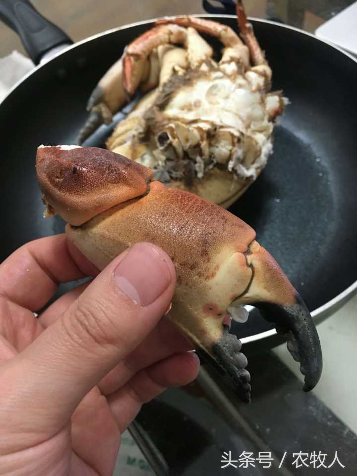 螃蟹知识,螃蟹科普小知识