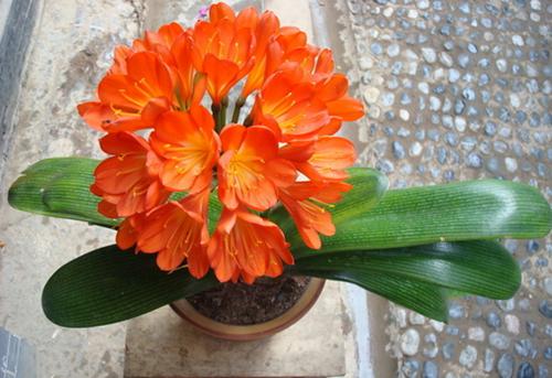 君子兰叶子边发黄的10种解决方法,君子兰暗淡无光怎么办