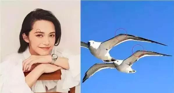 碧斯兰：海鸥眉、清新美！