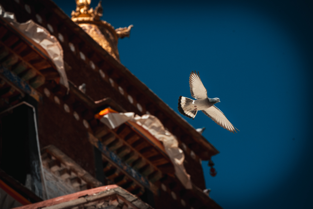 *藏西**的山石上，抱琴不愿归