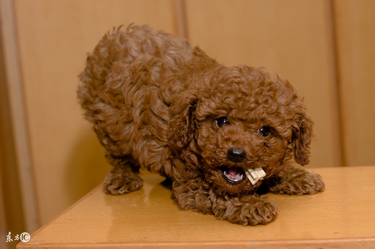 泰迪狗消化不良拉稀怎么治疗,泰迪狗消化不良吃什么狗粮