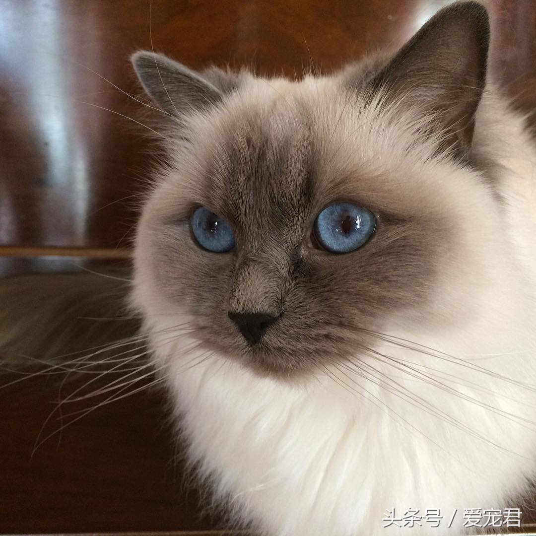 猫咪的猫砂盆特别臭解决办法,怎么才能让猫咪的猫砂不臭