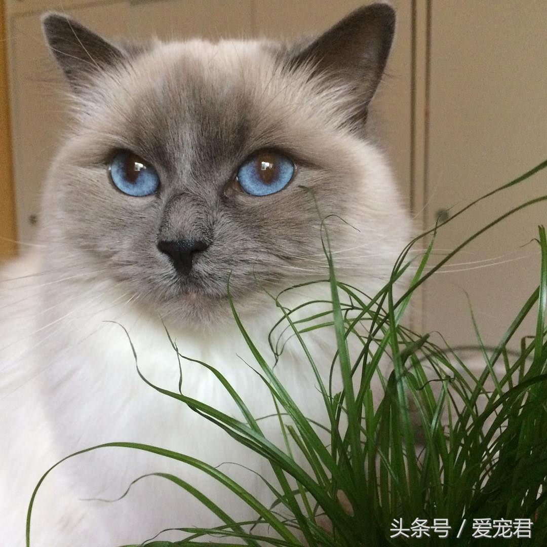 猫咪的猫砂盆特别臭解决办法,怎么才能让猫咪的猫砂不臭