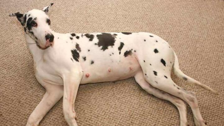 狗狗初期怎么判断怀没怀孕摸哪里,怎样判断狗狗是怀孕还是腹水