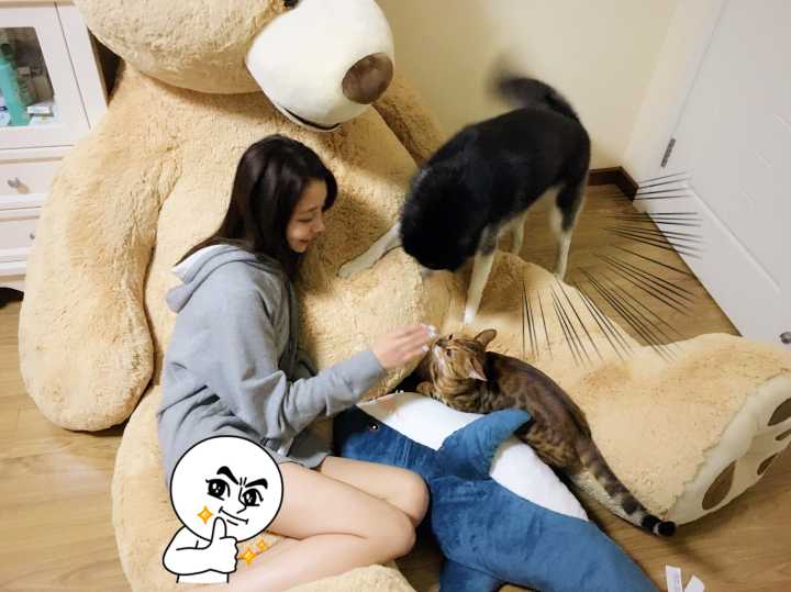 猫的性格是由什么决定,猫的性格到底古怪在哪四个方面
