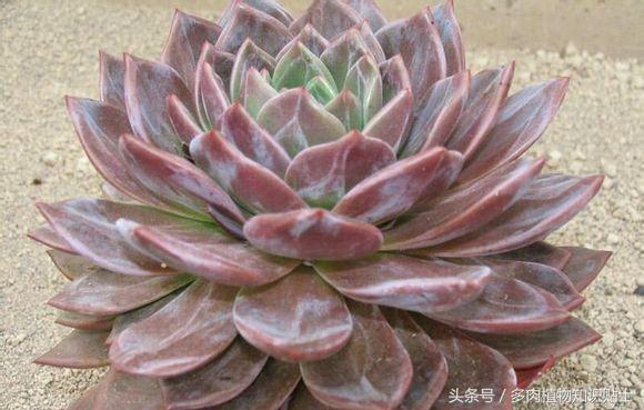 多肉杂交的培育方法,怎样培育多肉杂交苗